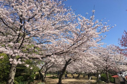 桜